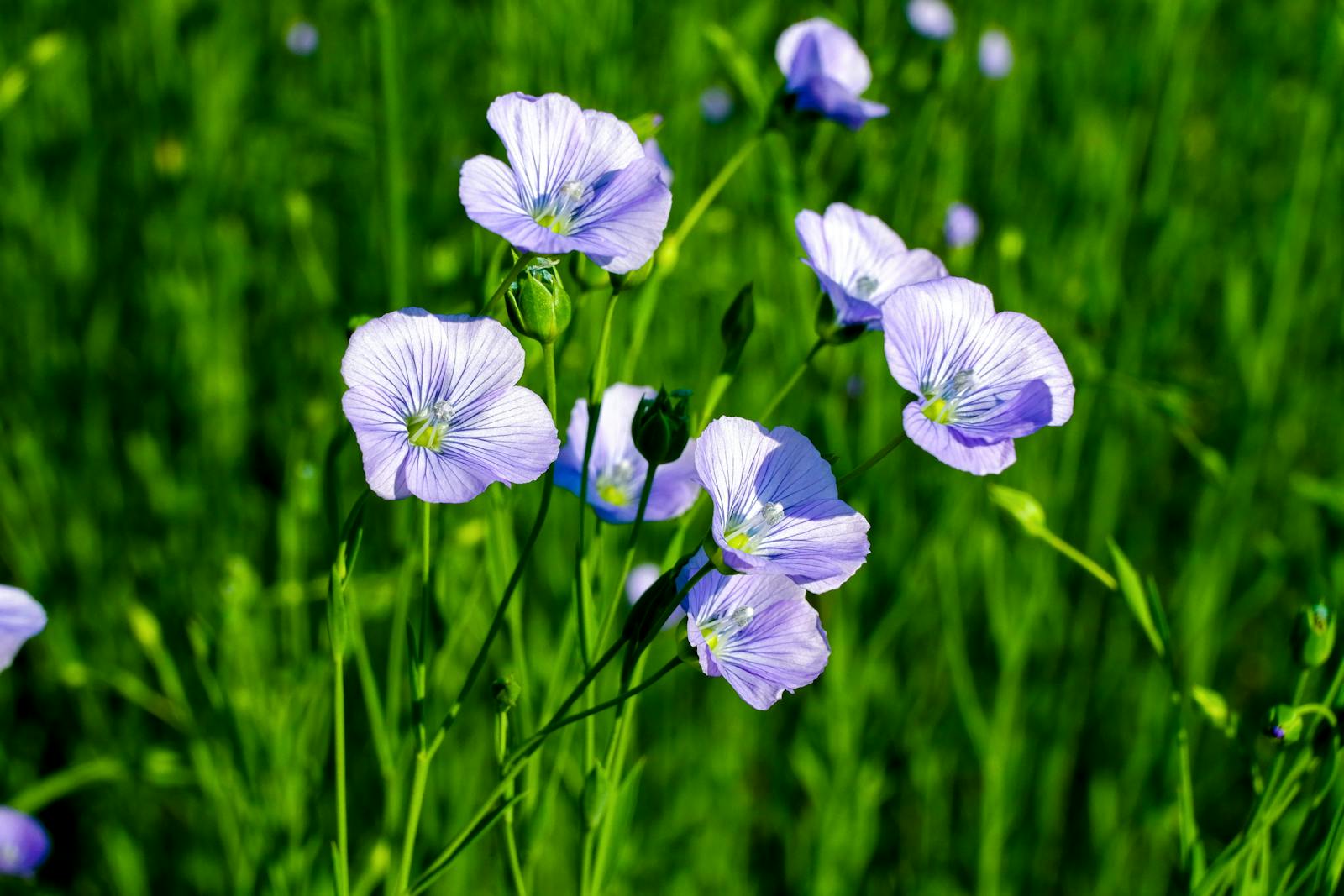 Pale-blue flax flowers, Linum usitatissimum